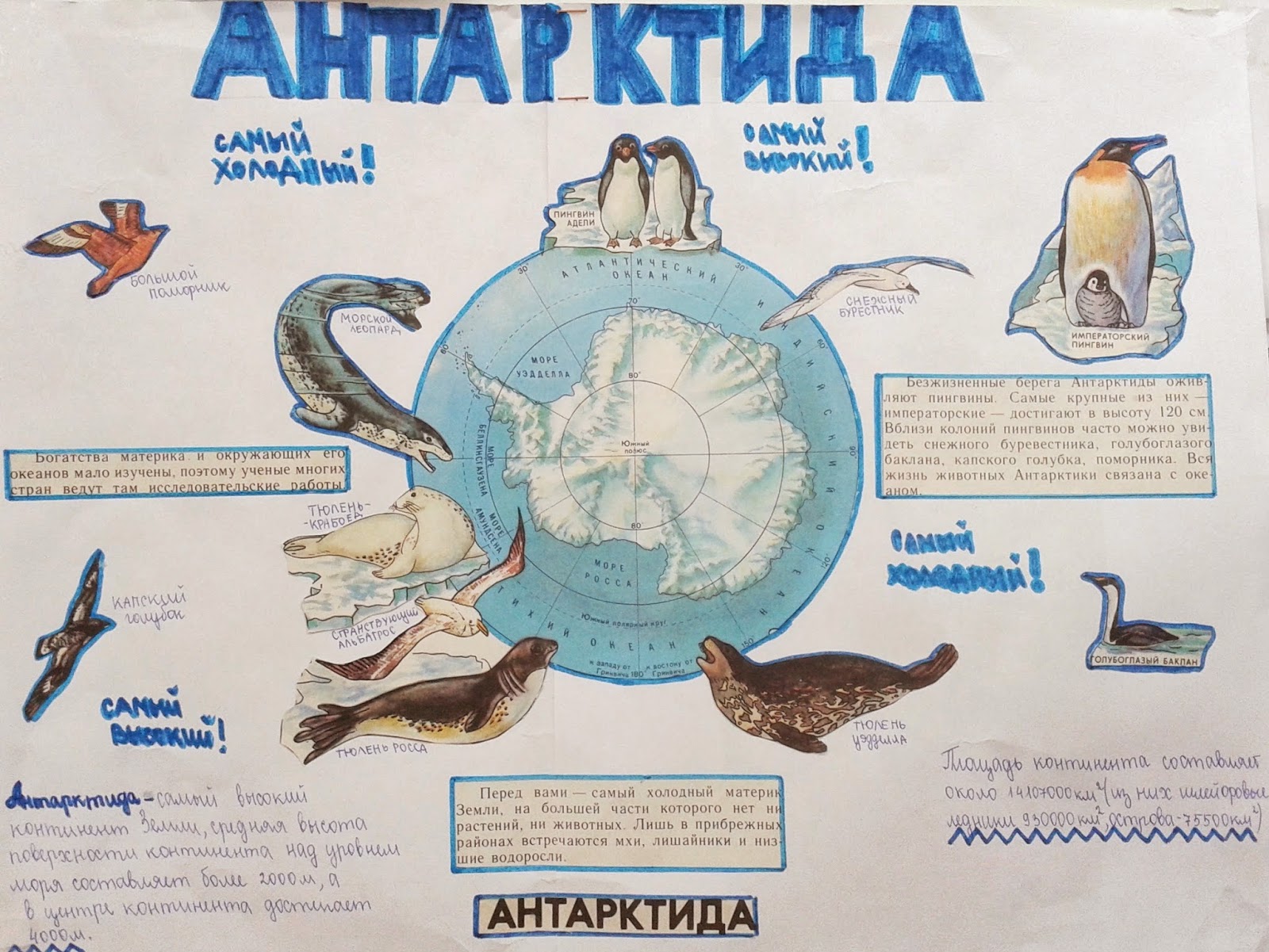 Животные Антарктиды плакат